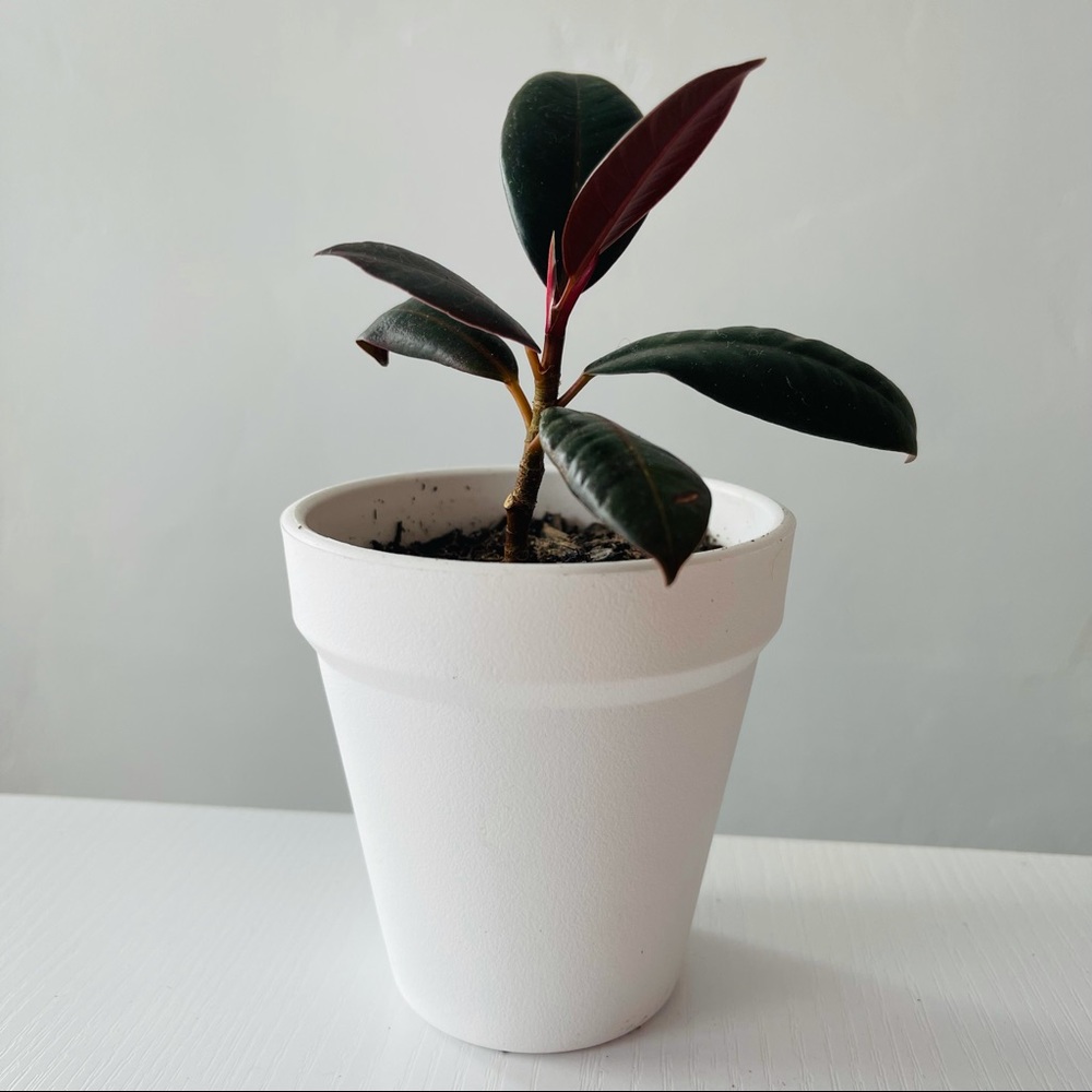 Live!!!  Purple Velvet Potted Plant - Picture 10 of 14